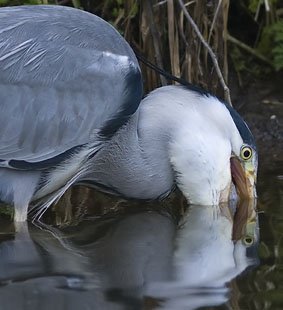 Blauwereiger_brasem291207B